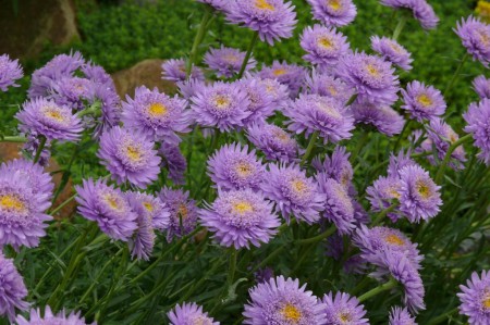 Aster alpinus ´Sabine´